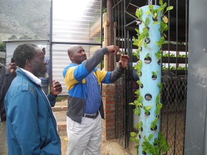 KZN visitors taste Langrug's spinach